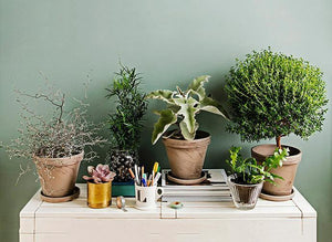 Beautiful Indoor House Plants That Are Easy to Care for